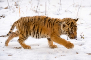 Snow Tiger Cub2055515186 300x200 - Snow Tiger Cub - Tiger, Snow, Dolphin